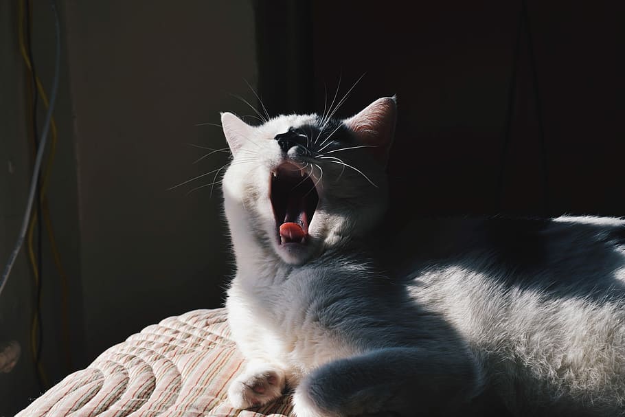 bianca, nero, sbadigli, gatto, gatto domestico, animali domestici, animale, carina, gattino, felino, mammifero, analizzare, cercare, guardare, pelliccia, giovane animale, un animale, temi animali, domestico, bocca, vertebrato, bocca aperta, espressione facciale, baffo, in casa, comportamento animale, nessuno, avvicinamento, bocca animale, 2K