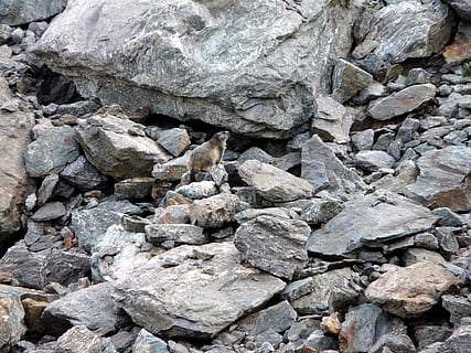 murmeldyr, dyr, klipper, klippe, solid, rock-objekt, ingen mennesker, et dyr, dag, dyre temaer, natur, pattedyr, tekstureret, hvirveldyr, ru, dyr i naturen, høj vinkel visning, dyreliv, sten - objekt, rock formation, baggrunde, fuld ramme, udendørs, 2K, CC0, offentligt domæne, royaltyfrie