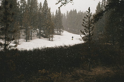 schneebedeckter Wald, Landschaftsfotografie, Gras, Bäume, Berg, Baum, Wald, Schnee, Winter, Ski, Steigung, Natur, Holz, draussen, Spaß, Rodeln, Gipfel, Land, Feld, Pflanze, kalte Temperatur, Schönheit in der Natur, Ruhe, Wachstum, ruhige Szene, Tag, Abdeckung, Szenen - Natur, Nicht-städtische Szene, Umgebung, Kiefer, keine Leute, Nadelbaum, draußen, schneebedeckter Berg, 5K, CC0, gemeinfrei, lizenzfrei