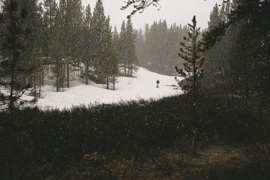 schneebedeckter Wald, Landschaftsfotografie, Gras, Bäume, Berg, Baum, Wald, Schnee, Winter, Ski, Steigung, Natur, Holz, draussen, Spaß, Rodeln, Gipfel, Land, Feld, Pflanze, kalte Temperatur, Schönheit in der Natur, Ruhe, Wachstum, ruhige Szene, Tag, Abdeckung, Szenen - Natur, Nicht-städtische Szene, Umgebung, Kiefer, keine Leute, Nadelbaum, draußen, schneebedeckter Berg, 5K