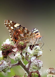 motyl, makro, dzikie maliny, owad, Pomarańczowy, skrzydło, anteny, Natura, motyl - owad, zwierzę, skrzydło zwierzęce, zbliżenie, piękno natury, kwiat, tematy zwierzęce, zwierzęca przyroda, bezkręgowy, jedno zwierzę, roślina kwitnąca, zwierzęta na wolności, kruchość, wrażliwość, roślina, świeżość, płatek, żadnych ludzi, głowa kwiatu, zapylanie, 4K, CC0, domena publiczna, darmowe zdjęcia