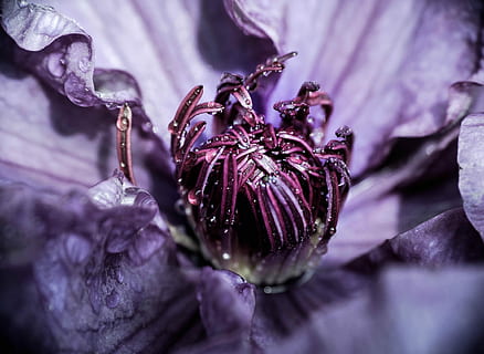 tret macro, blau, flor, microfotografia, porpra, flor petalada, macro, planta amb flors, planta, primer pla, frescor, creixement, pètal, bellesa a la natura, fragilitat, vulnerabilitat, cap gent, tirar, naturalesa, enfocament selectiu, menjar i beguda, cap de flor, inflorescència, alimentació saludable, menjar, a l'aire lliure, pol·len, rosada, madur, 4K, CC0, domini públic, lliure de regalies