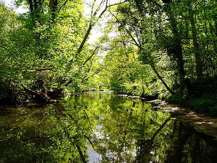 naturalesa, riu, arbres, bosc, a l'aire lliure, paisatge, verd, paisatge forestal, fusta, arbre, aigua, reflexió, estiu, escenics, planta, tranquil·litat, escena tranquil·la, terra, bellesa a la natura, color verd, creixement, escenics - natura, cap gent, llac, dia, escena no urbana, idíl·lic, pantà, 1080P, CC0, domini públic, lliure de regalies