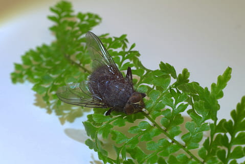 mucha, insecto, de cerca, macro, naturaleza, verde, planta, alas, enfocar, italiano, animal, peludo, asqueroso, invertebrado, temas de animales, fauna animal, un animal, animales en la naturaleza, color verde, hoja, parte de la planta, nadie, crecimiento, al aire libre, día, enfoque selectivo, parte del cuerpo del animal, ala animal, 5K, CC0, dominio público, libre de derechos