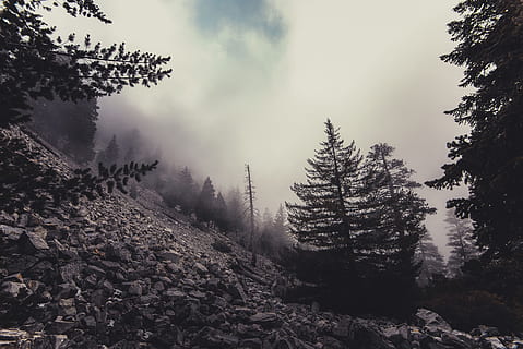 fred, paisatge, naturalesa, núvols, conífera, la llum del dia, boira, bosc, alt, muntanya, a l'aire lliure, roques, escènic, pedres, arbres, boscos, arbre, planta, cel, tranquil·litat, terra, bellesa a la natura, creixement, arbre de coníferes, escenics - natura, cap gent, pi, dia, escena tranquil·la, escena no urbana, hivern, medi ambient, bosc de pi, 5K, CC0, domini públic, lliure de regalies