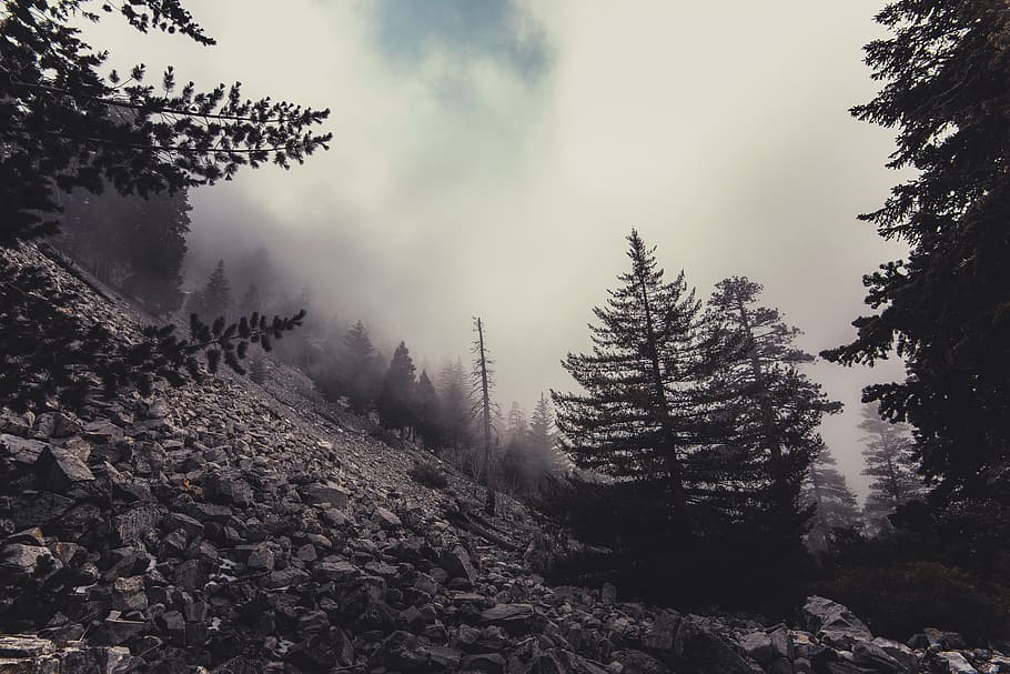 fred, paisatge, naturalesa, núvols, conífera, la llum del dia, boira, bosc, alt, muntanya, a l'aire lliure, roques, escènic, pedres, arbres, boscos, arbre, planta, cel, tranquil·litat, terra, bellesa a la natura, creixement, arbre de coníferes, escenics - natura, cap gent, pi, dia, escena tranquil·la, escena no urbana, hivern, medi ambient, bosc de pi, 5K