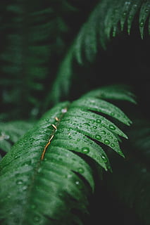 Foto, Grün, Baum, Blätter, grüne Pflanzenblätter, Blatt, Wasser, fallen, Tau, Regen, Wetter, Wald, tropisch, Makro, Nahansicht, Natur, draußen, Farn, düster, dunkel, Laub, Regentropfen, Pflanzenteil, grüne Farbe, Pflanze, Wachstum, selektiver Fokus, nass, Schönheit in der Natur, keine Leute, Tag, Fokus auf den Vordergrund, Ruhe, Frische, Regenzeit, 5K, CC0, gemeinfrei, lizenzfrei