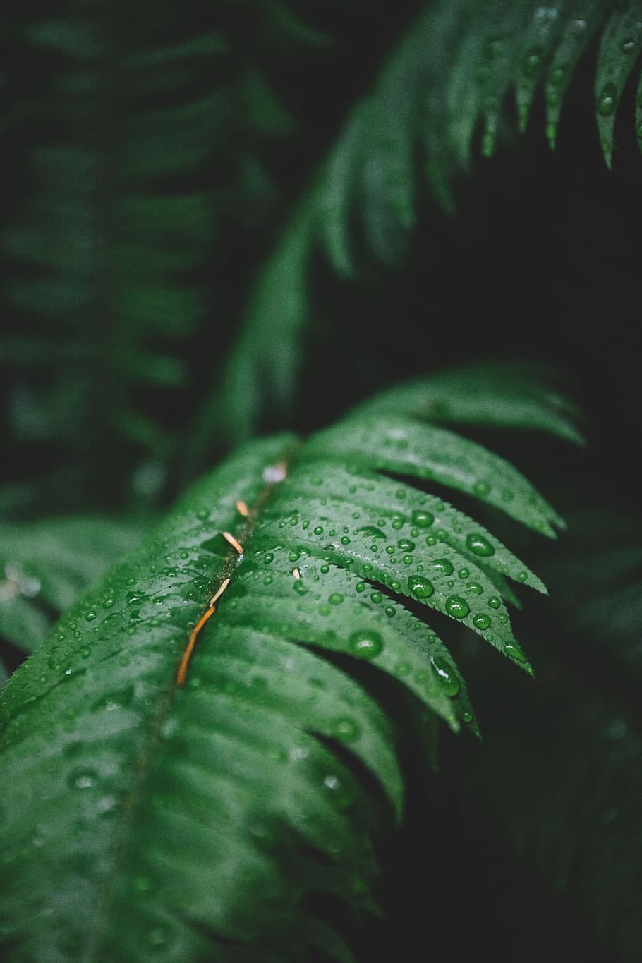 Foto, Grün, Baum, Blätter, grüne Pflanzenblätter, Blatt, Wasser, fallen, Tau, Regen, Wetter, Wald, tropisch, Makro, Nahansicht, Natur, draußen, Farn, düster, dunkel, Laub, Regentropfen, Pflanzenteil, grüne Farbe, Pflanze, Wachstum, selektiver Fokus, nass, Schönheit in der Natur, keine Leute, Tag, Fokus auf den Vordergrund, Ruhe, Frische, Regenzeit, 5K