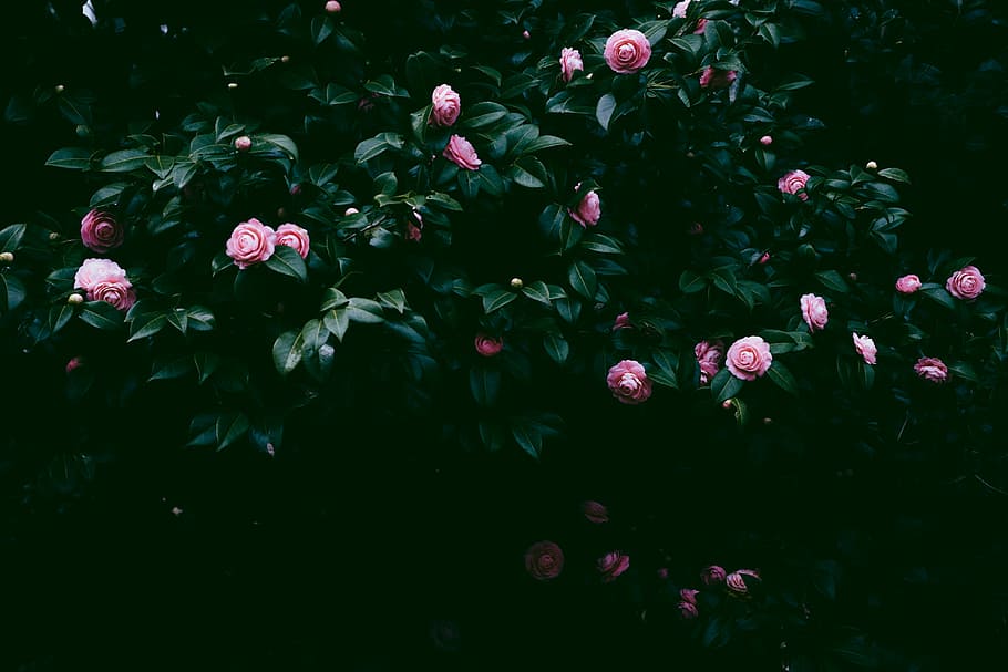 สีชมพู, ดอกไม้, สีเขียว, ใบไม้, พืชดอกกุหลาบสีชมพู, Camelia, ตา, ต้นไม้, ดอก, ความงามในธรรมชาติ, ปลูก, ไม้ดอก, ความอ่อนแอ, ความบอบบาง, ความสด, การเจริญเติบโต, ไม่มีคน, ธรรมชาติ, กลีบดอกไม้, ใกล้ชิด, กลางแจ้ง, วัน, ส่วนของพืช, หัวดอกไม้, ช่อดอก, ความเงียบสงบ, 5K