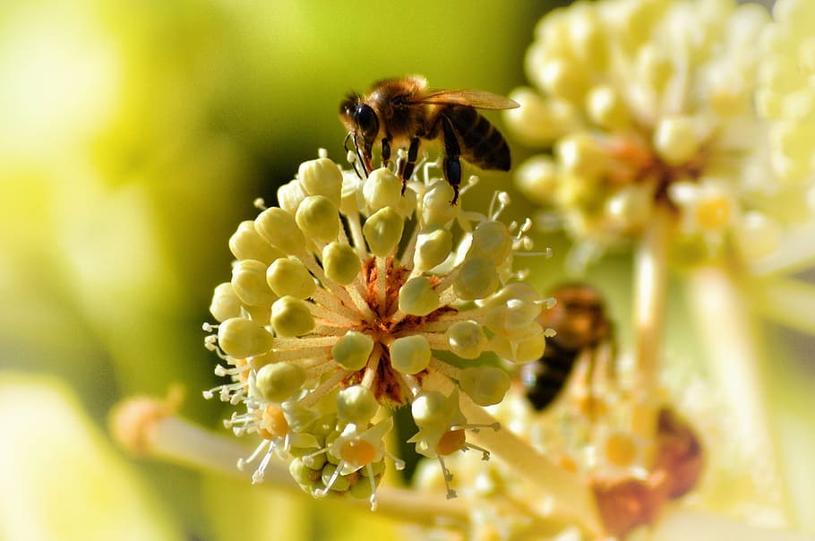 abella, pol·linitzar, insecte, pol·len, polinització, mel, pol·linitzant, macro, naturalesa, flor, planta amb flors, bellesa a la natura, fragilitat, planta, invertebrat, animal, fauna animal, temes d'animals, vulnerabilitat, animals a la natura, primer pla, pètal, creixement, un animal, frescor, cap de flor, cap gent, a l'aire lliure, primavera, porpra, 1080P