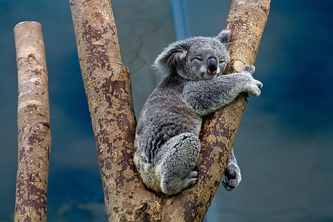 gray, koala, tree, bear, sitting, perched, portrait, grey, fur, wildlife, nature, looking, cuddly, mammal, cute, animal themes, animal, animal wildlife, one animal, branch, animals in the wild, tree trunk, trunk, plant, no people, day, focus on foreground, vertebrate, outdoors, full length, 1080P, CC0, public domain, royalty free