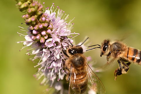 pszczoły, pasza, makro, kwiat, owad, zapylacz, apis mellifera, Natura, zapylanie, tematy zwierzęce, zwierzę, zwierzęca przyroda, zwierzęta na wolności, bezkręgowy, roślina kwitnąca, zbliżenie, pszczoła, piękno natury, roślina, głowa kwiatu, jedno zwierzę, kruchość, płatek, świeżość, żadnych ludzi, fioletowy, trzmiel, pyłek, 4K, CC0, domena publiczna, darmowe zdjęcia