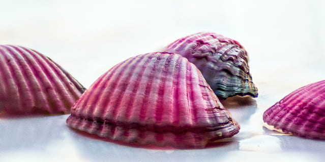 cáscara, leer, mar, verano, playa, educación, vacaciones, vendimia, viaje, nadie, naturaleza, Hora de verano, antiguo, caparazón de animal, de cerca, adentro, comida, fauna animal, grupo de objetos, color rosa, comida y bebida, frescura, animal, foto de estudio, dos objetos, concha, temas de animales, enfoque selectivo, comida dulce, tres objetos, pequeño grupo de objetos, 5K, CC0, dominio público, libre de derechos