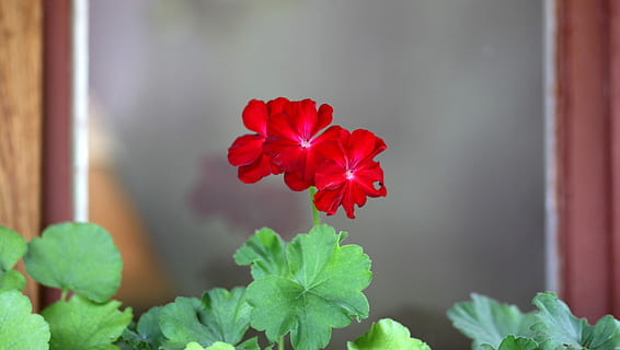 geranio, fiore, finestra, rustico, rosso, pianta, petalo, fragilità, papavero, pianta fiorita, freschezza, bellezza nella natura, vulnerabilità, natura, avvicinamento, testa di fiore, infiorescenza, nessuno, in casa, parte vegetale, foglia, crescita, ibisco, 5K, CC0, dominio pubblico, privo di copyright