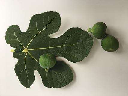 fig, grøn, figenblad, frugt, frisk, natur, sommer, blad, grøn farve, mad og drikke, sund kost, mad, friskhed, velvære, plante del, indendørs, studio skud, ingen mennesker, stilleben, tæt på, grøntsag, hvid baggrund, gruppe af objekter, organisk, høj vinkel visning, 4K, CC0, offentligt domæne, royaltyfrie