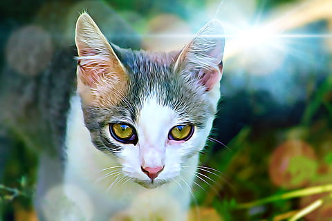 digital, grafik, kat, holde øje, digital, grafik, ser på, ung, indenlandske kat, kæledyr, killing, fauna, nuttet, øre, øje, husdyr, dyre temaer, feline, portræt, dyr, indenlandske, pattedyr, hvirveldyr, et dyr, dag, fokus på forgrunden, natur, plante, sollys, ingen mennesker, bakkenbart, tæt på, dyr øje, 4K, CC0, offentligt domæne, royaltyfrie