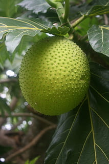tropický, breadfruit, exotický, ovoce, růst, zelená barva, Zdravé stravování, jídlo a pití, list, jídlo, rostlina, rostlinné části, detail, svěžest, nikdo, blahobyt, Příroda, strom, krása v přírodě, den, zaměřit se na popředí, venku, ovocný strom, zralý, 4K, CC0, veřejná doména, bez autorských práv