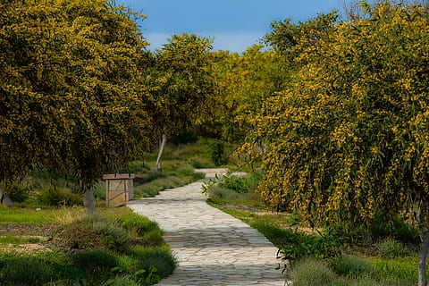 arbre, paisatge, Camí, arbreda, primavera, temporada, makronissos, ayia napa, Xipre, planta, sendera, tardor, naturalesa, bellesa a la natura, cap gent, color verd, herba, direcció, cel, el camí a seguir, tranquil·litat, escenics - natura, a l'aire lliure, terra, escena tranquil·la, arquitectura, dia, escena no urbana, camí de jardí, 5K, CC0, domini públic, lliure de regalies