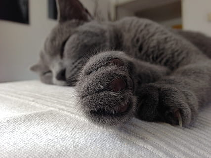 kebahagiaan, ketenangan, kucing, lokal, kucing rumahan, hewan peliharaan, mamalia, binatang lokal, licik, tema binatang, hewan, relaksasi, satu binatang, dalam ruangan, bertulang belakang, mebel, merapatkan, tempat tidur, tidak ada orang, mengais, berbaring, beristirahat, kumis, kaki binatang, nyaman, 2K, CC0, domain publik, bebas royalti