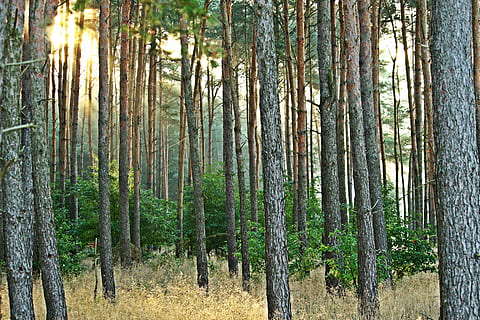 les, strom, borovicový les, borovice, Příroda, slunce, sluneční paprsek, morgenstimmung, oblast griese, přistát, rostlina, kufr, kmen stromu, klid, klidné scény, růst, krása v přírodě, nikdo, scenics - příroda, den, mimoměstské scény, krajina, slunečního světla, životní prostředí, venku, borové lesy, bambus - rostlina, jehličnatého stromu, 5K, CC0, veřejná doména, bez autorských práv