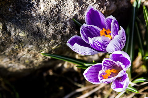 Frühling, Blumen, Frühlingsblume, Krokus, blühen, Pflanze, Natur, Garten, Frühlingskrokus, der Beginn des Frühlings, violett, lila, Blume, blühende Pflanze, Frische, Blütenblatt, Zerbrechlichkeit, Verletzlichkeit, Schönheit in der Natur, Nahansicht, Wachstum, Blütenstand, Blütenkopf, Iris, selektiver Fokus, Tag, keine Leute, Fokus auf den Vordergrund, draußen, Pollen, Iris - Pflanze, Gartenarbeit, 5K, CC0, gemeinfrei, lizenzfrei