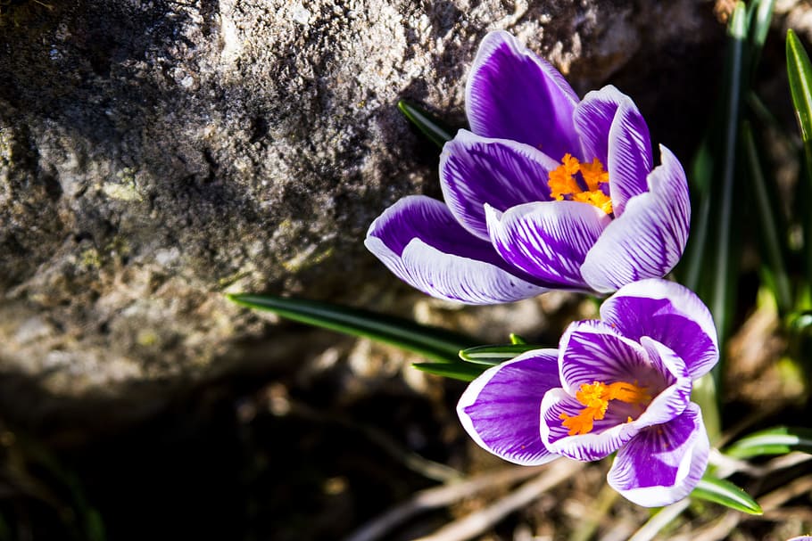 Frühling, Blumen, Frühlingsblume, Krokus, blühen, Pflanze, Natur, Garten, Frühlingskrokus, der Beginn des Frühlings, violett, lila, Blume, blühende Pflanze, Frische, Blütenblatt, Zerbrechlichkeit, Verletzlichkeit, Schönheit in der Natur, Nahansicht, Wachstum, Blütenstand, Blütenkopf, Iris, selektiver Fokus, Tag, keine Leute, Fokus auf den Vordergrund, draußen, Pollen, Iris - Pflanze, Gartenarbeit, 5K