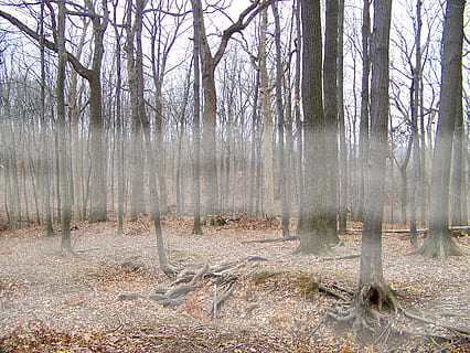 boira, arbres, boscos, bosc, hivern, mort, fulles, arbre, arrels, planta, terra, tranquil·litat, tronc, tronc de l'arbre, escena tranquil·la, escena no urbana, cap gent, naturalesa, dia, creixement, bellesa a la natura, escenics - natura, paisatge, medi ambient, remot, a l'aire lliure, pantà, 2K, CC0, domini públic, lliure de regalies