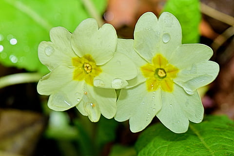 blomst, mount, makro, plante, dråbe, vand, våd, friskhed, skønhed i naturen, blomstrende plante, tæt på, vækst, sårbarhed, natur, skrøbelighed, blomsterhoved, kronblad, blomsterstand, dag, fokus på forgrunden, blad, udendørs, regn, dug, forår, pollen, renhed, regndråbe, 1080P, CC0, offentligt domæne, royaltyfrie