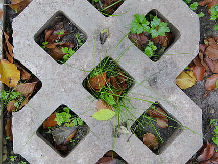 abstrakt, Beton, Stein, Moos, Blätter, grau, Quadrat, Pflanze, High Angle View, Blatt, Pflanzenteil, keine Leute, Tag, Natur, grüne Farbe, Wachstum, direkt darüber, draußen, Nahansicht, Schönheit in der Natur, solide, Topfpflanze, Bodenbelag, Fußweg, Hintergründe, Vollbild, 4K, CC0, gemeinfrei, lizenzfrei