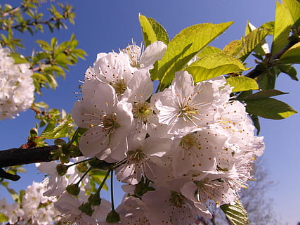 flores de cerejeira, branco, Primavera, inferno, ressuscitado, Pólen de abelha, céu, azul, árvore, natureza, ramo, Flor, plantar, temporada, cabeça de flor, pétala, Flor de cerejeira, cor rosa, folha, ao ar livre, fechar-se, frescura, beleza na natureza, cereja, dia, Árvore de cereja, ninguém, fragilidade, crescimento, planta com flores, vulnerabilidade, inflorescência, visão de baixo ângulo, pólen, 4K, CC0, domínio público, royalty free