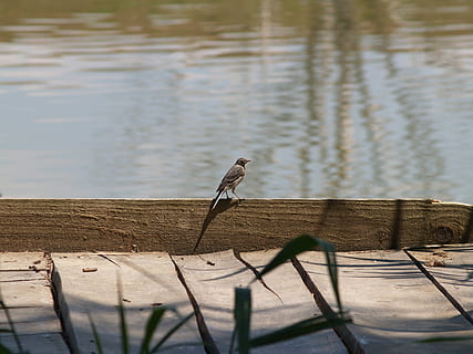 bird, water, lake, plot, angler, reed, blue, light and shadow, animals in the wild, animal themes, animal wildlife, animal, one animal, vertebrate, day, nature, wood - material, no people, selective focus, outdoors, sunlight, focus on foreground, perching, reptile, 2K, CC0, public domain, royalty free