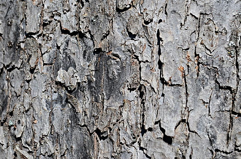 Baum, die Rinde, Kofferraum, Textur, Natur, Wald, die Struktur der, Nahansicht, die Rinde des Baumes, der Hintergrund, Hintergrund, Risse, Material, Holz, hölzern, Tapete, natürlich, Pflanzen, texturiert, Hintergründe, Vollbild, grau, Rau, Muster, keine Leute, geknackt, abstrakt, verwittert, Holz - Material, Tag, Baumstamm, alt, Wandbau - Funktion, Pflanzenrinde, gebaute Struktur, draußen, Struktureffekt, Borke, 4K, CC0, gemeinfrei, lizenzfrei
