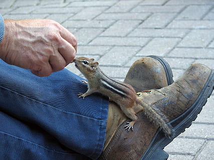 marró, negre, esquirol, humà, peu, ardilla, chippy, conill, rosegador, paràsits, rata, ratolí, animal, cacauet, mà humana, mà, part del cos humà, un animal, una persona, celebració, vertebrats, fauna animal, dia, animals a la natura, a l'aire lliure, primer pla, homes, rèptil, centrar-se en primer pla, part del cos, carrer, propietari d’una mascota, dit, extremitat humana, 2K, CC0, domini públic, lliure de regalies