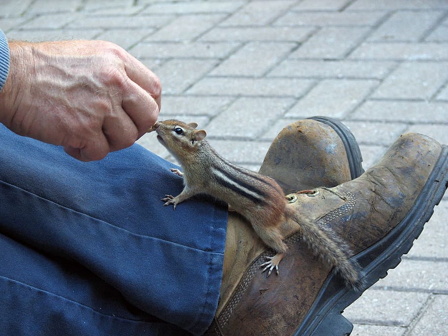 marró, negre, esquirol, humà, peu, ardilla, chippy, conill, rosegador, paràsits, rata, ratolí, animal, cacauet, mà humana, mà, part del cos humà, un animal, una persona, celebració, vertebrats, fauna animal, dia, animals a la natura, a l'aire lliure, primer pla, homes, rèptil, centrar-se en primer pla, part del cos, carrer, propietari d’una mascota, dit, extremitat humana, 2K