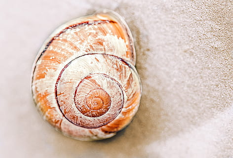 Brun, konk, sand, snegl, snegl shell, skal, natur, dyreskal, spiralformet, mollusk, dyr, tæt på, makro, ingen mennesker, mad og drikke, indendørs, mad, stilleben, enkelt objekt, direkte over, mønster, friskhed, høj vinkel visning, velvære, hvirvel, studio skud, cirkel, geometrisk form, naturligt mønster, fransk mad, 2K, CC0, offentligt domæne, royaltyfrie