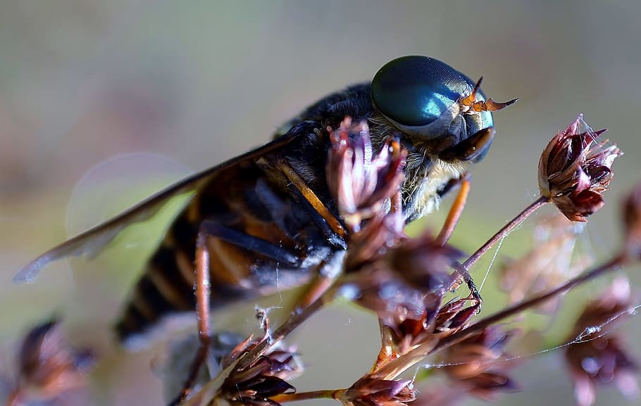 Insekt, Wespe, Stachel, schließen, Tierthemen, Tier, wirbellos, Tierwelt, ein Tier, Tiere in freier Wildbahn, Nahansicht, Pflanze, selektiver Fokus, Natur, Schönheit in der Natur, keine Leute, Makro, Fokus auf den Vordergrund, Tierkörperteil, Tag, Frische, fliegen, Tierflügel, draußen, Tierauge, 2K