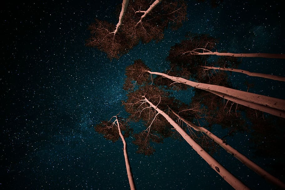 lav, vinkel billede, træer, Brun, orme se fotografering, Skov, træ, nat, mørk, stjerne, himmel, bark, blå, rød, milkway, ingen mennesker, stjerne - rum, natur, plante, plads, astronomi, skønhed i naturen, galakse, ro, lav vinkel visning, afdeling, bare træ, udendørs, vækst, konstellation, rolig scene, rum og astronomi, 5K