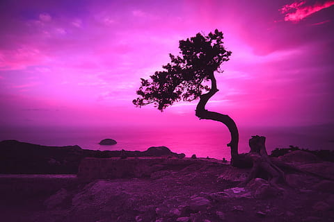 silhouette, albero, formazione rocciosa, tramonto, crepuscolo, sera, cielo, nuvole, castello monolithos, Grecia, bellissimo, rovine, punto di riferimento, storico, mare, oceano, acqua, paesaggio, hdr, viola, all'aperto, notte, nessuno, natura, Paesaggi, nuvola - cielo, pianta, bellezza nella natura, colore rosa, la tranquillità, scena tranquilla, scenics - natura, ambiente, terra, roccia - oggetto, roccia, solido, 1080P, CC0, dominio pubblico, privo di copyright