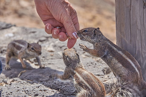 Streifenhörnchen, Futter, Essen, Hand, Nüsse, nager, Pelz, süß, Croissant, schließen, flauschige, Boden, Fuerteventura, Tierfotografie, Nagetiere, Süss, Natur, Tier, menschliche Hand, menschliches Körperteil, Tierwelt, Tiere in freier Wildbahn, Lebensmittel, Wirbeltier, Fokus auf den Vordergrund, Fütterung, Säugetier, halten, Tag, Gruppe von Tieren, menschlicher Finger, Menschen, Finger, Essen und Trinken, draußen, hungrig, Mund offen, 5K, CC0, gemeinfrei, lizenzfrei