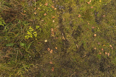 textura, sòl, bosc, fulles, molsa, verd, lluny, fons, estructura, textures, naturalesa, tardor, patró, fullatge de tardor, full, sec, embolic, descolorit, Verd clar, colorit, color, imatge de fons, planta, creixement, color verd, terra, marc complet, vista d’angle alt, dia, camp, bellesa a la natura, cap gent, herba, tranquil·litat, a l'aire lliure, flor, part de la planta, planta amb flors, llum solar, 5K, CC0, domini públic, lliure de regalies