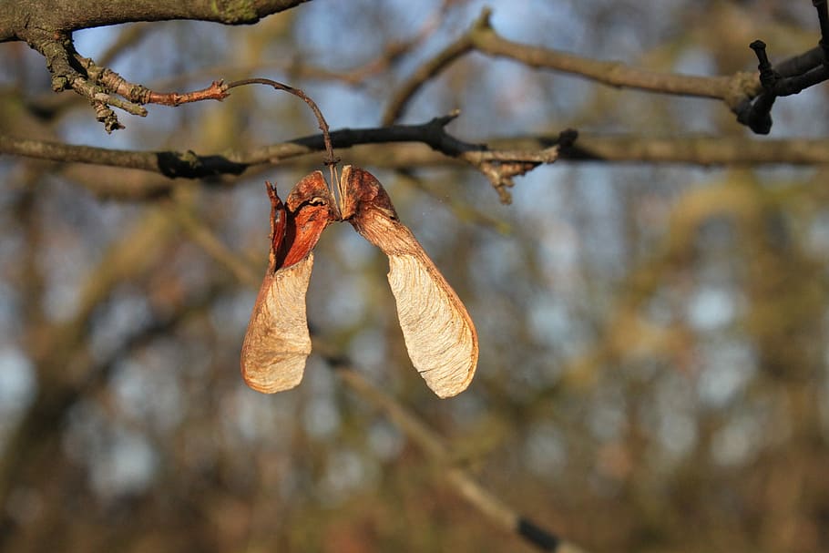 acer, maple, llavors, pseudoplatanus, sicomoro, tardor, plantes, penjant, branca, cap gent, arbre, naturalesa, centrar-se en primer pla, planta, primer pla, creixement, a l'aire lliure, dia, sec, part de la planta, full, menjar, bellesa a la natura, menjar i beguda, vista d’angle baix, condició natural, 2K