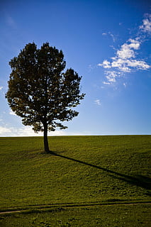 træ, Prato, forår, plante, Mark, jord, himmel, landskab, miljø, ro, natur, scenics - natur, rolig scene, skønhed i naturen, græs, sky - himmel, landbrug, vækst, landlige scene, horisont over land, udendørs, grøn farve, ingen mennesker, 2K, CC0, offentligt domæne, royaltyfrie