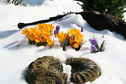 amonit, skamieniałość, żółty, kwiaty, Snowfield, fioletowy, brązowy, kwiat, zimowy, krokus, śnieżny, magia zimowa, śnieg, Natura, na dworze, krajobraz, piękno natury, roślina, woda, żadnych ludzi, dzień, roślina kwitnąca, wrażliwość, kruchość, świeżość, zimna temperatura, płatek, głowa kwiatu, zbliżenie, kwiatostan, wzrost, 2K, CC0, domena publiczna, darmowe zdjęcia