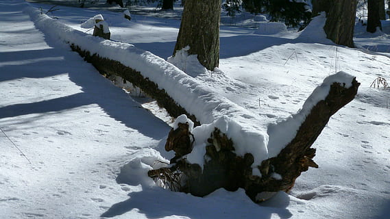 dead tree, tree trunk, nature, winter, snow, light and shade, contrast, cold temperature, white color, day, frozen, no people, field, land, sunlight, plant, beauty in nature, tranquility, tree, covering, shadow, tranquil scene, powder snow, 4K, CC0, public domain, royalty free