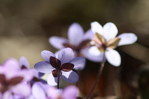 hepatica, plante, blomst, forår, forår plante, natur, kronblad, blomsterhoved, tæt på, blomstrende plante, sårbarhed, skrøbelighed, friskhed, skønhed i naturen, vækst, lilla, blomsterstand, fokus på forgrunden, ingen mennesker, selektiv fokusering, dag, hvid farve, botanik, pollen, krokus, 4K, CC0, offentligt domæne, royaltyfrie