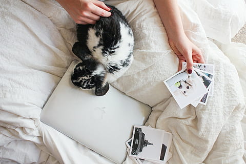 persoon, aan het liegen, bed, bezit, foto, hond, laptop, appel, macbook, computer, browser, Onderzoek, studie, slaapkamer, sheets, puppy, afbeeldingen, huisdieren, dier, binnenshuis, liggen, zoogdier, één dier, huiselijk, kat, huiskat, een persoon, katachtig, menselijke hand, meubilair, menselijk lichaamsdeel, gewerveld, hoge hoekmening, hand-, ontspanning, huisdier eigenaar, snorhaar, 2K, CC0, publiek domein, royaltyvrij