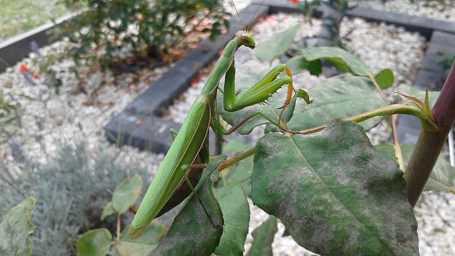 mantis, hmyz, Příroda, rostlina, zelená barva, zaměřit se na popředí, růst, den, zvířat, detail, nikdo, zvířata ve volné přírodě, zvíře, list, rostlinné části, bezobratlý, jednoho zvířete, kudlanka nábožná, venku, krása v přírodě, 2K