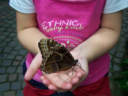persona, celebració, marró, negre, papallona, insecte, infància, nen, secció mitjana, una persona, fauna animal, dia, primer pla, mà humana, persones reals, descendència, un animal, vista frontal, invertebrat, roba casual, centrar-se en primer pla, mà, ala dels animals, papallona - insecte, mans en copa, innocència, 2K, CC0, domini públic, lliure de regalies