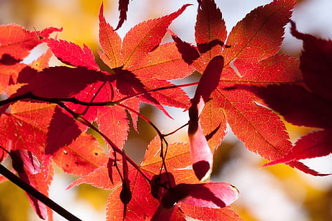 maple, autumn, leaf, red, leaves, coloring, bright, fall color, colorful, nature, back light, japan, plant part, plant, beauty in nature, close-up, change, growth, branch, no people, day, tree, sunlight, outdoors, focus on foreground, orange color, freshness, maple leaf, natural condition, 4K, CC0, public domain, royalty free