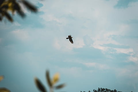 sort fugl flyver, flyvende, fugl, bytte, dagtimerne, ørn, himmel, Sky, blad, natur, sommer, blå himmel, flyve, dyre temaer, dyr i naturen, dyreliv, dyr, et dyr, hvirveldyr, sky - himmel, Midt i luften, lav vinkel visning, ingen mennesker, skønhed i naturen, dag, insekt, plante, spredte vinger, hvirvelløse, udendørs, 5K, CC0, offentligt domæne, royaltyfrie